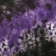 Amethyst & Black Tie Dye Amethyst & Black Tie Dye